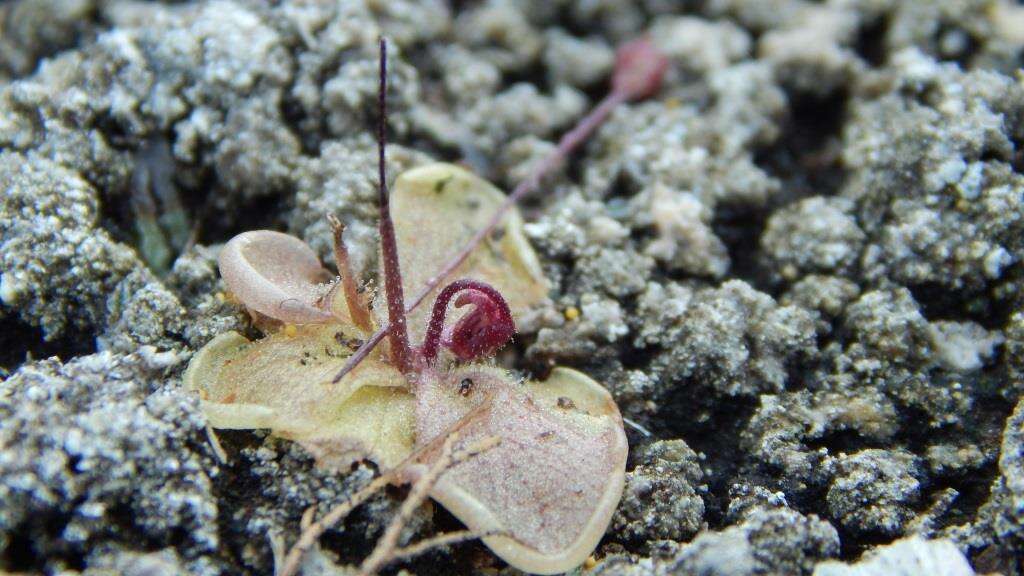 Pinguicula takakii S. Z. Ruiz & J. Rzedowski的圖片