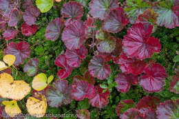 Image of Caltha-Leaf Avens