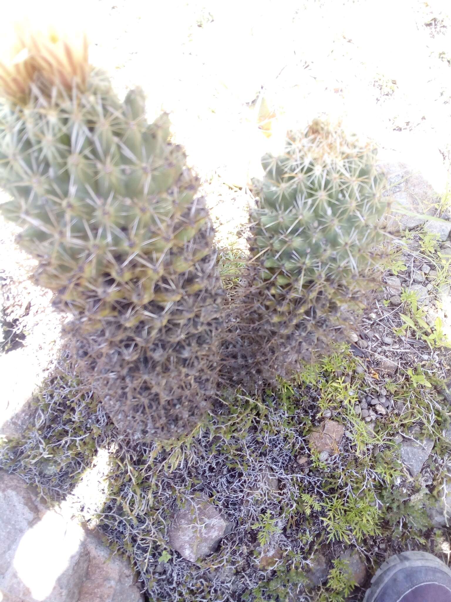 Image of Coryphantha octacantha (DC.) Britton & Rose