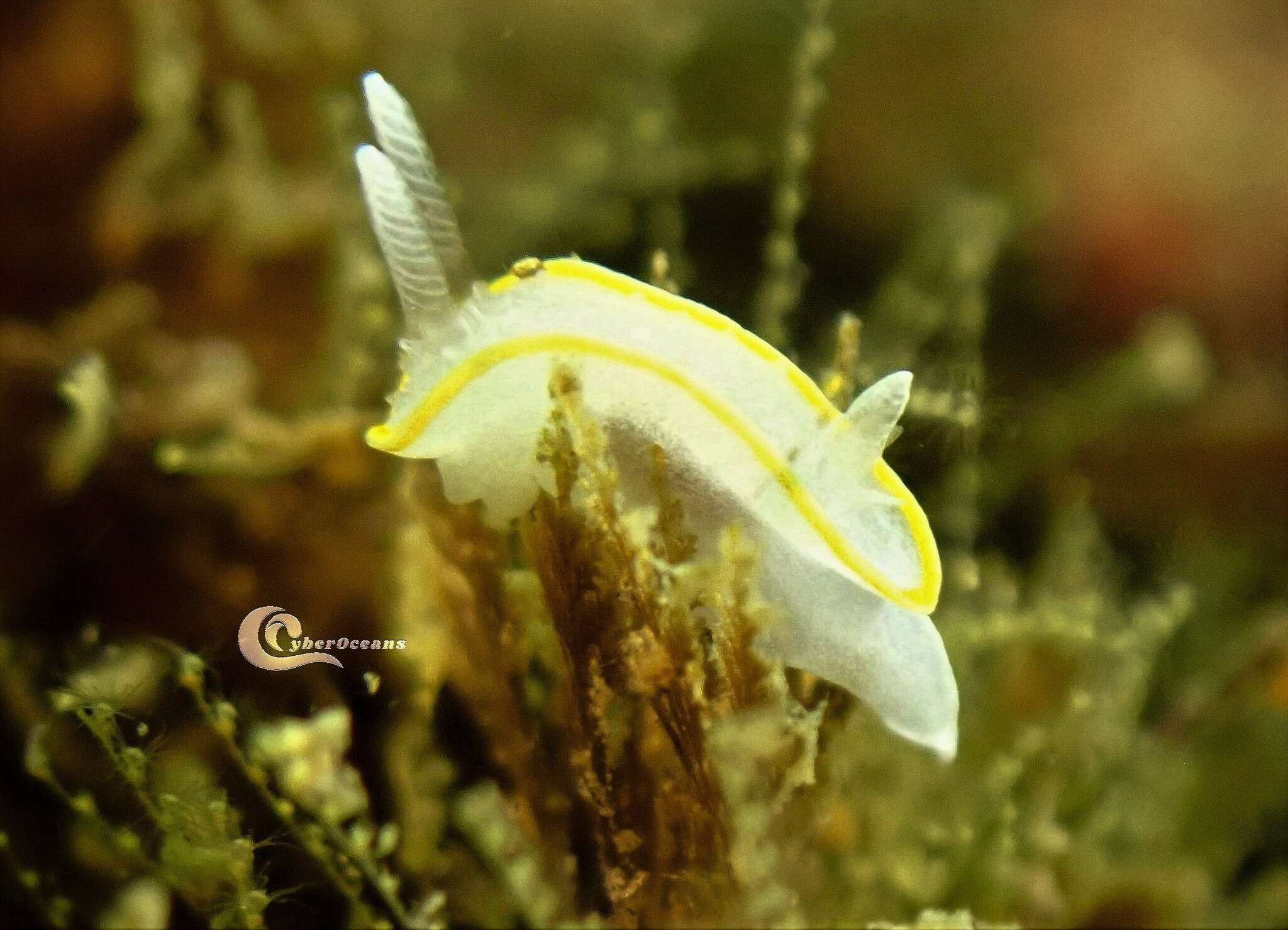 Image of Diaphorodoris alba Portmann & Sandmeier 1960