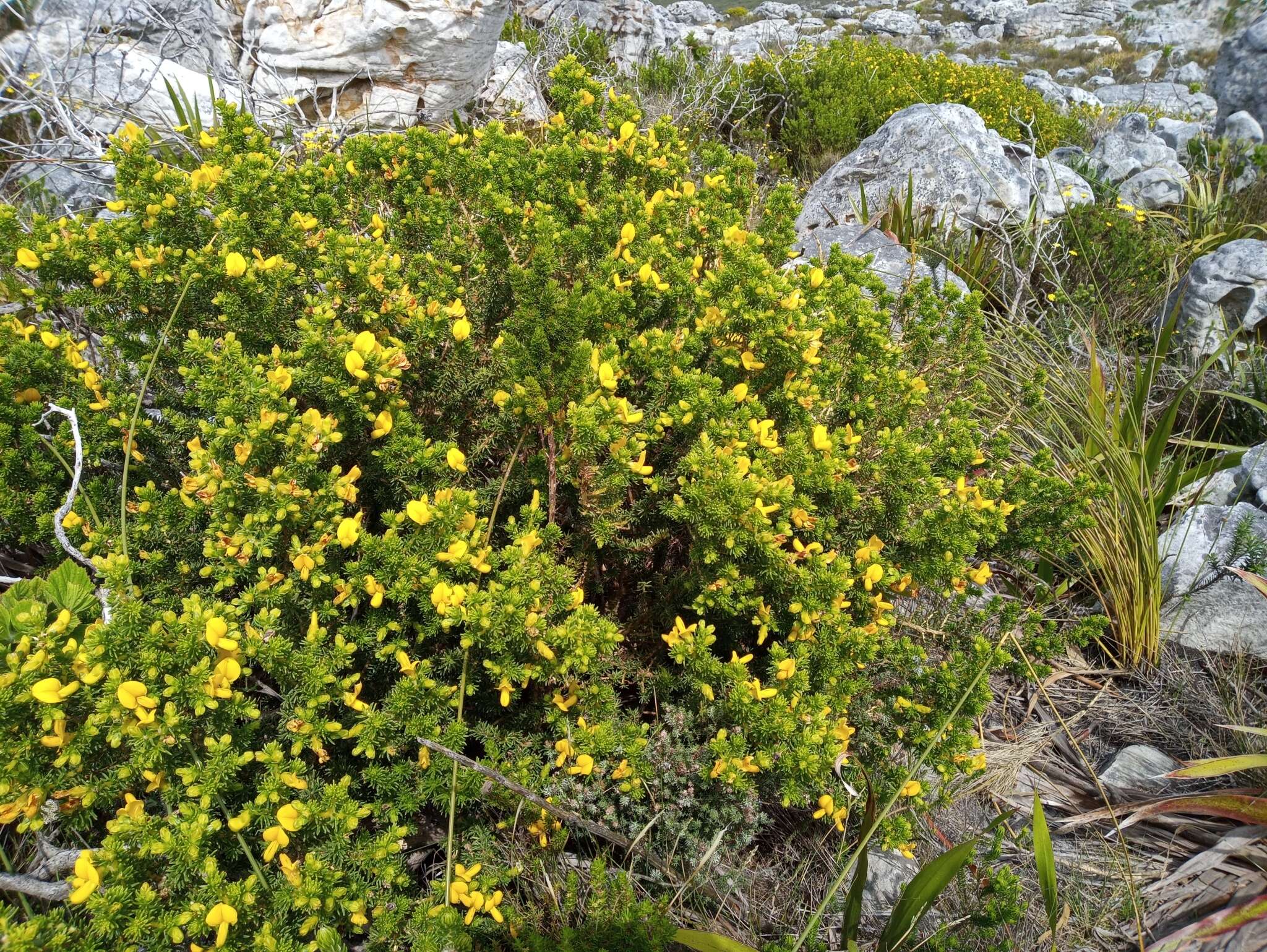 صورة Aspalathus capensis (Walp.) R. Dahlgren