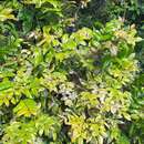 Image of Barberry Powdery Mildew