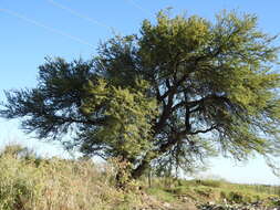 Image of Mesquite