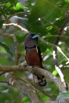 Image of Banded Broadbill