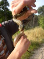 Image of Black House Snake