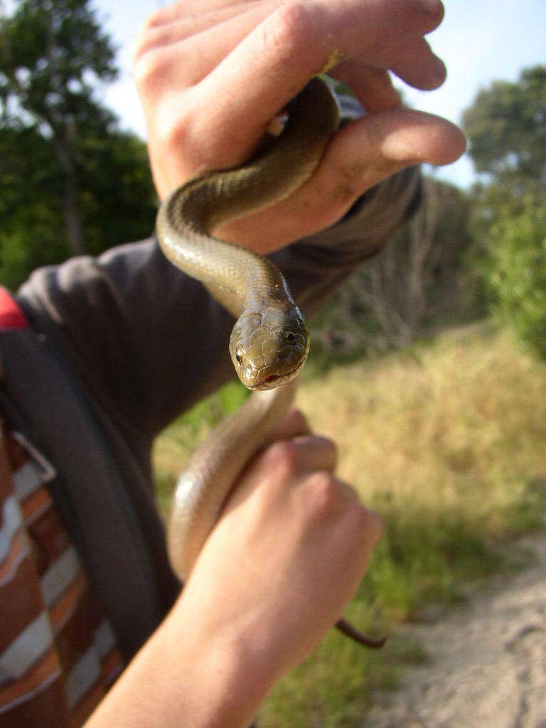 Image of Black House Snake