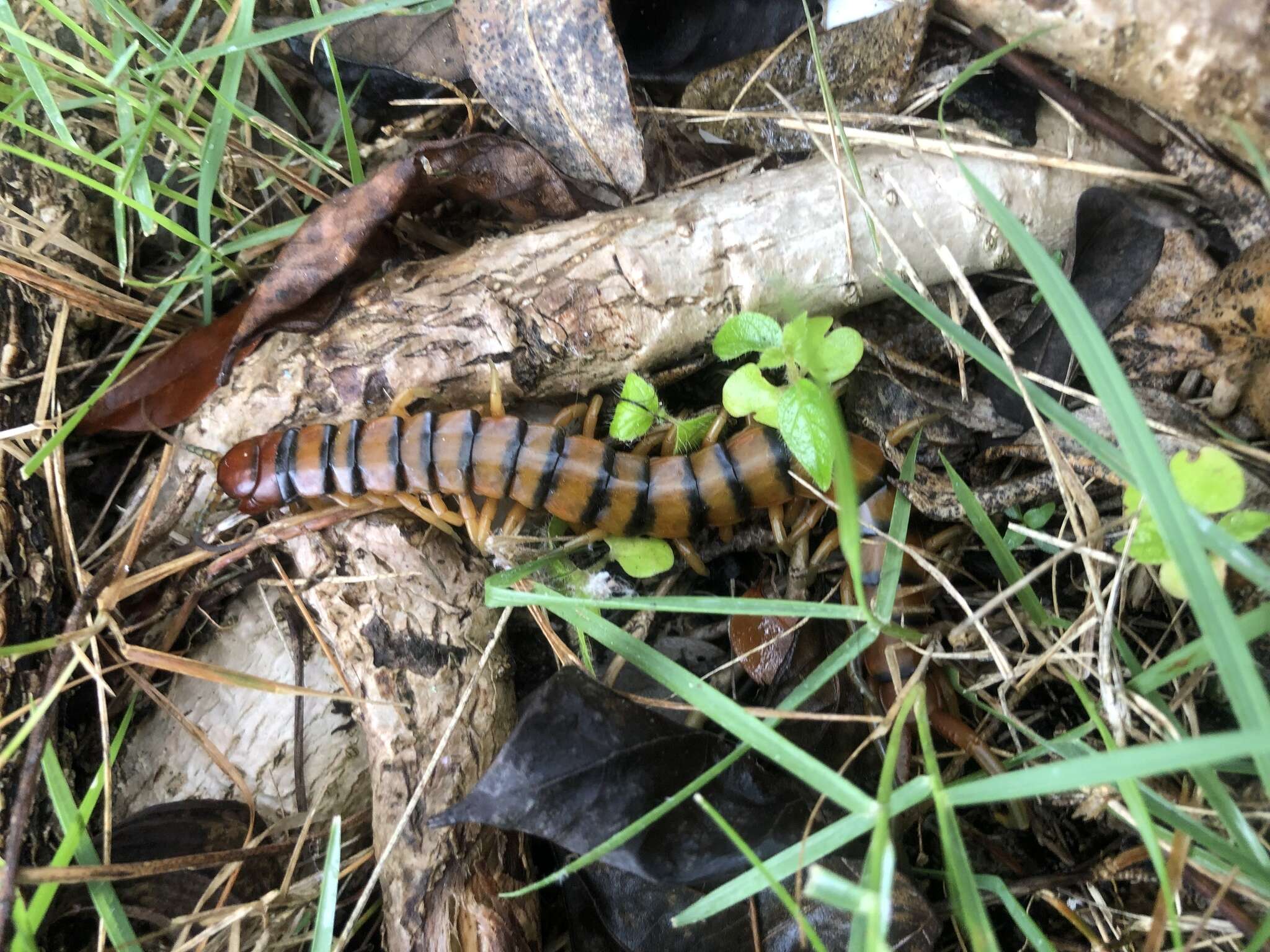 Image of Florida Keys Centipede