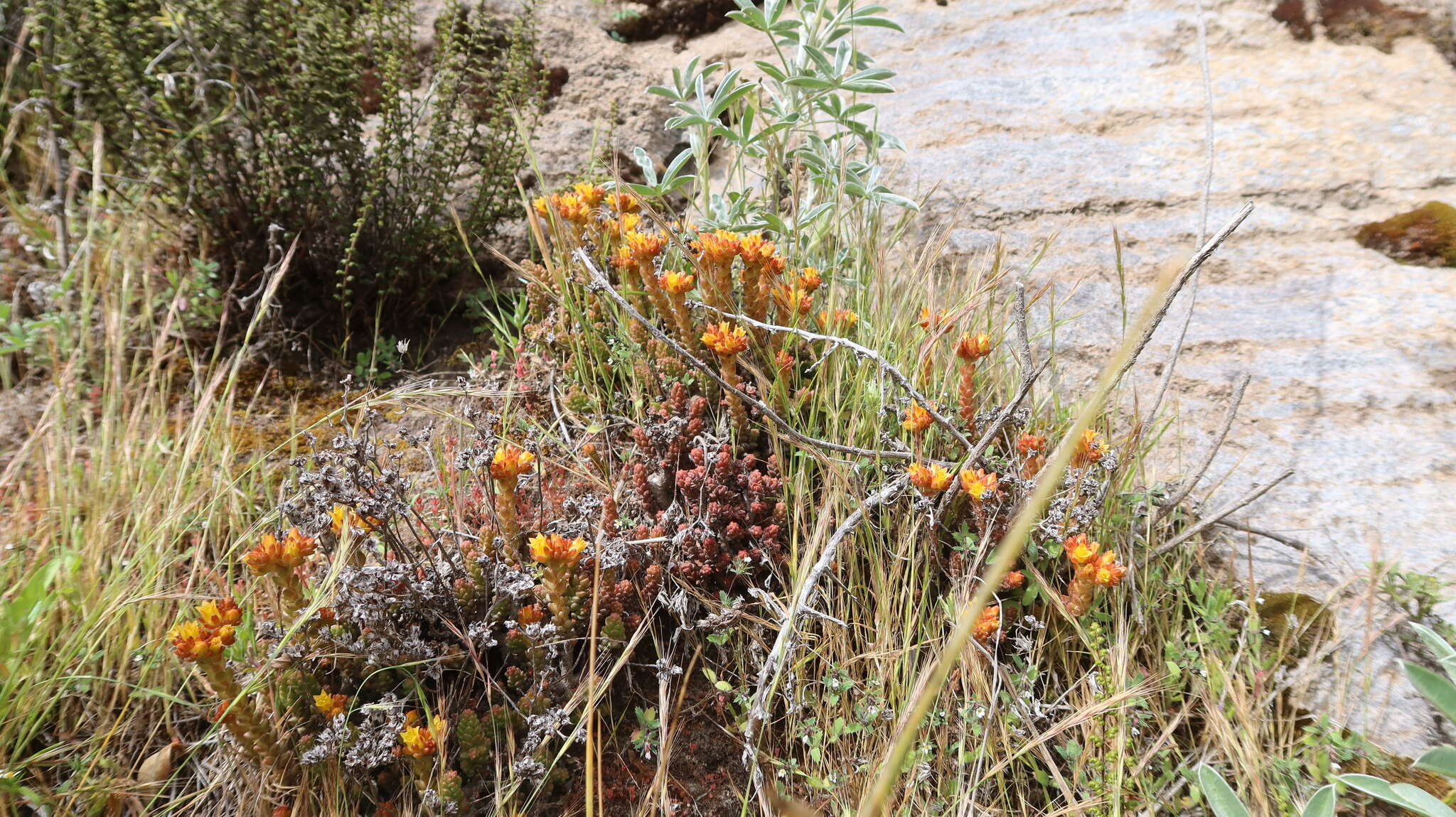 Sivun Sedum ignescens Pino & Montesinos kuva