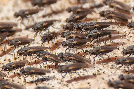 Image of Shore fly