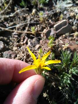 Image of goldenweed