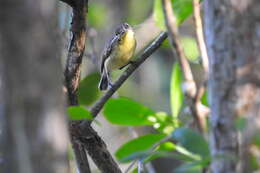 Image of Gerygone sulphurea sulphurea Wallace 1864