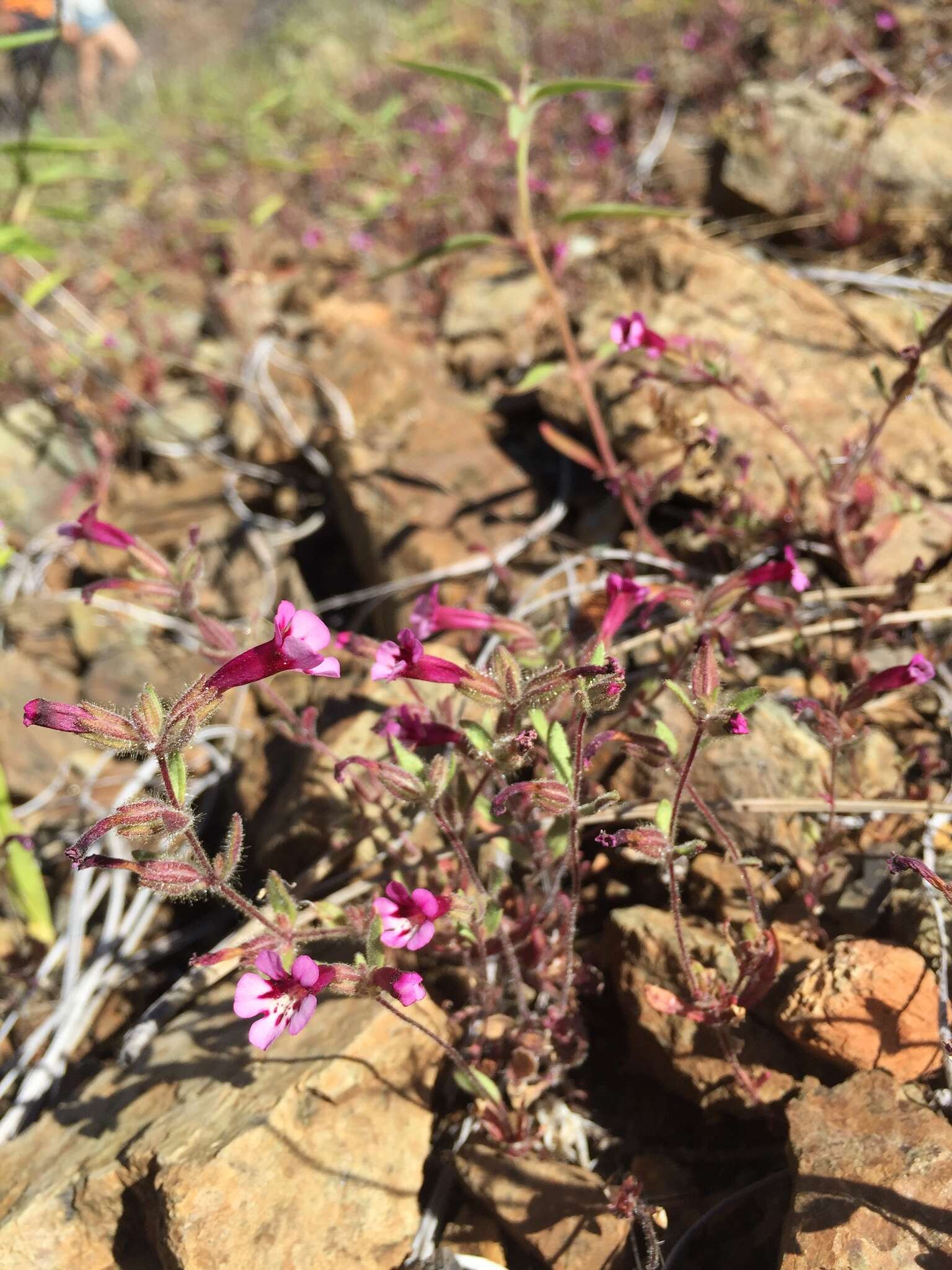 Image of Layne's monkeyflower