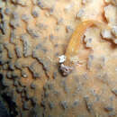 Image of Crested Triplefin