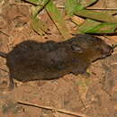Image of Blackish Grass Mouse