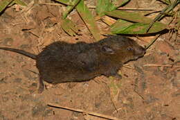 Image of Blackish Grass Mouse