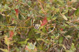 Image of Grevillea aquifolium Lindl.