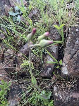 Image of Sonchus wilmsii R. E. Fr.