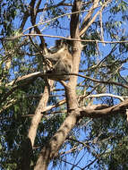 Image of koalas