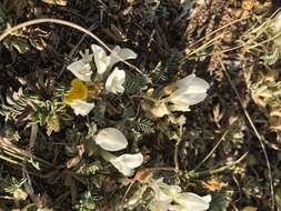 Image of Astragalus galactites Pall.
