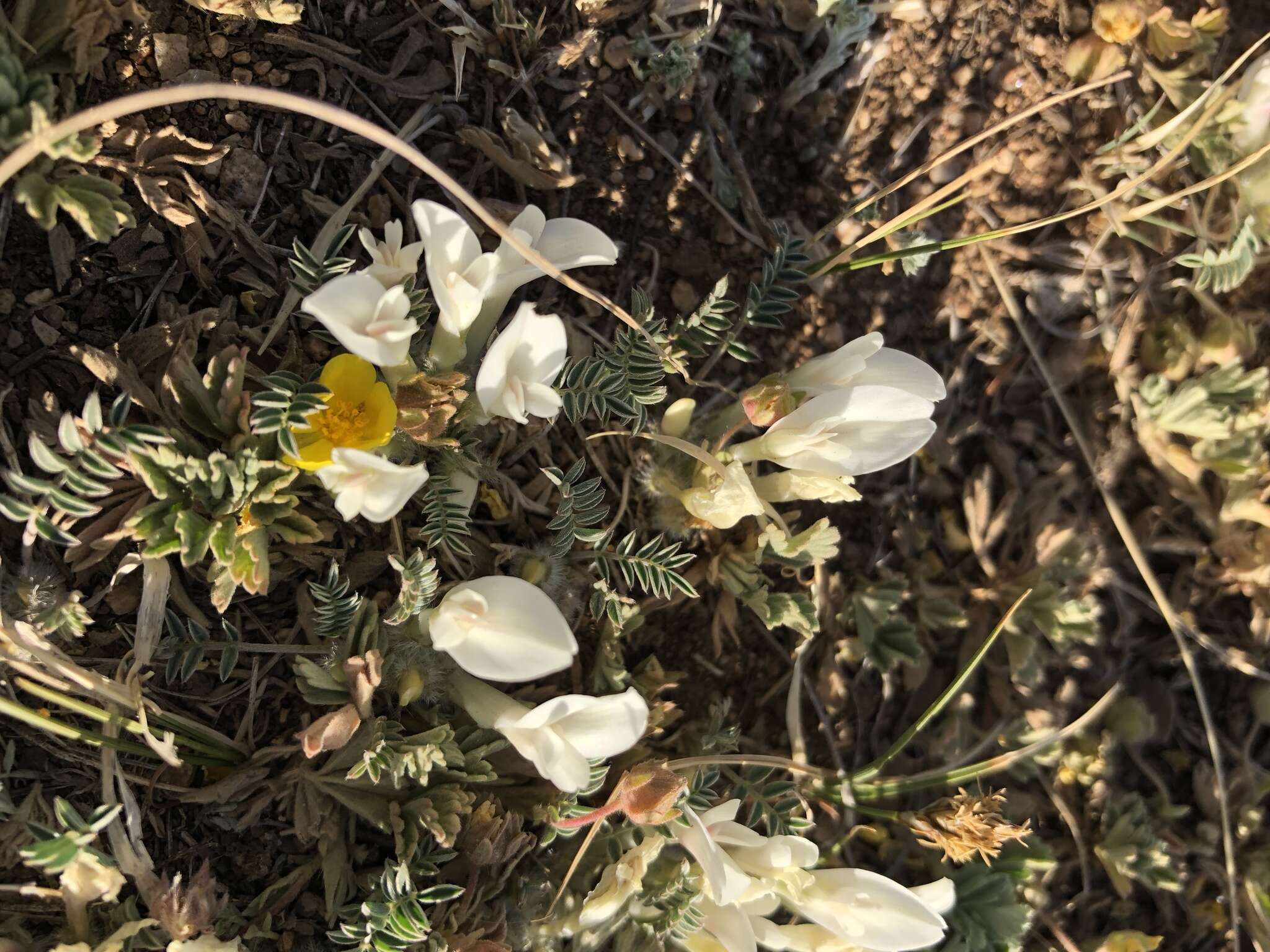 Imagem de Astragalus galactites Pall.