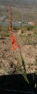 Imagem de Watsonia aletroides (Burm. fil.) Ker Gawl.