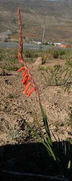 Imagem de Watsonia aletroides (Burm. fil.) Ker Gawl.