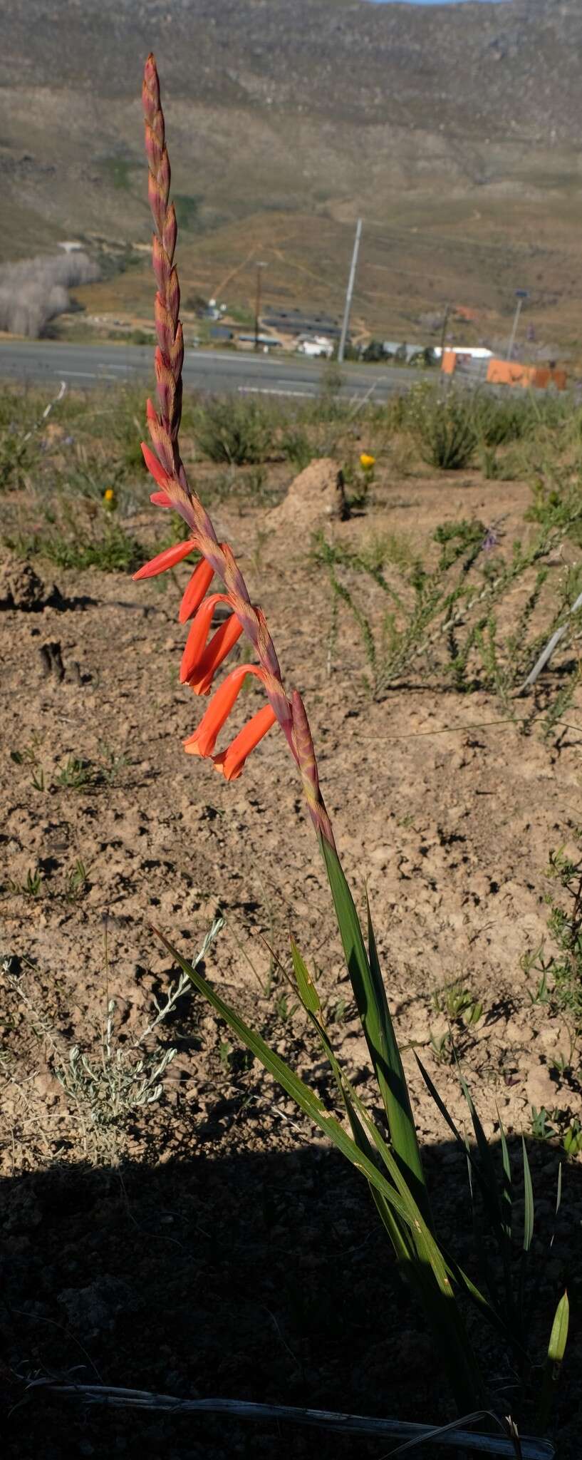 Слика од Watsonia aletroides (Burm. fil.) Ker Gawl.