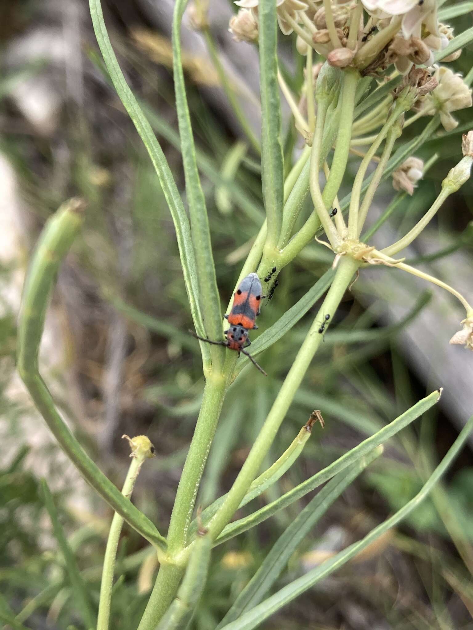 Sivun Tetraopes discoideus Le Conte 1858 kuva