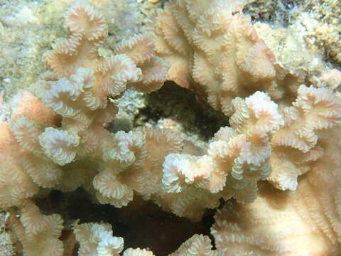 Image of crispy crust coral