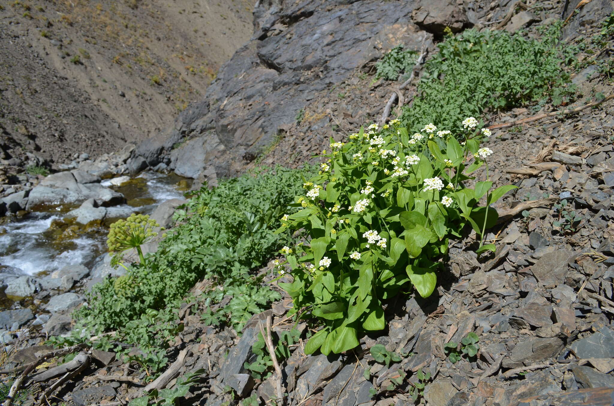 Imagem de Eutrema integrifolium (DC.) Bunge