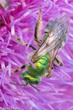 Image of Agapostemon splendens (Lepeletier 1841)