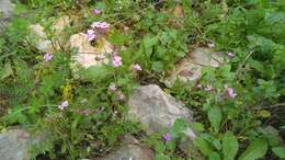 Silene aegyptiaca (L.) L. fil.的圖片