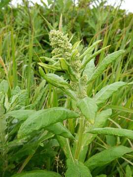 Image of coastal wormwood