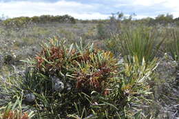 Image of Hakea corymbosa R. Br.