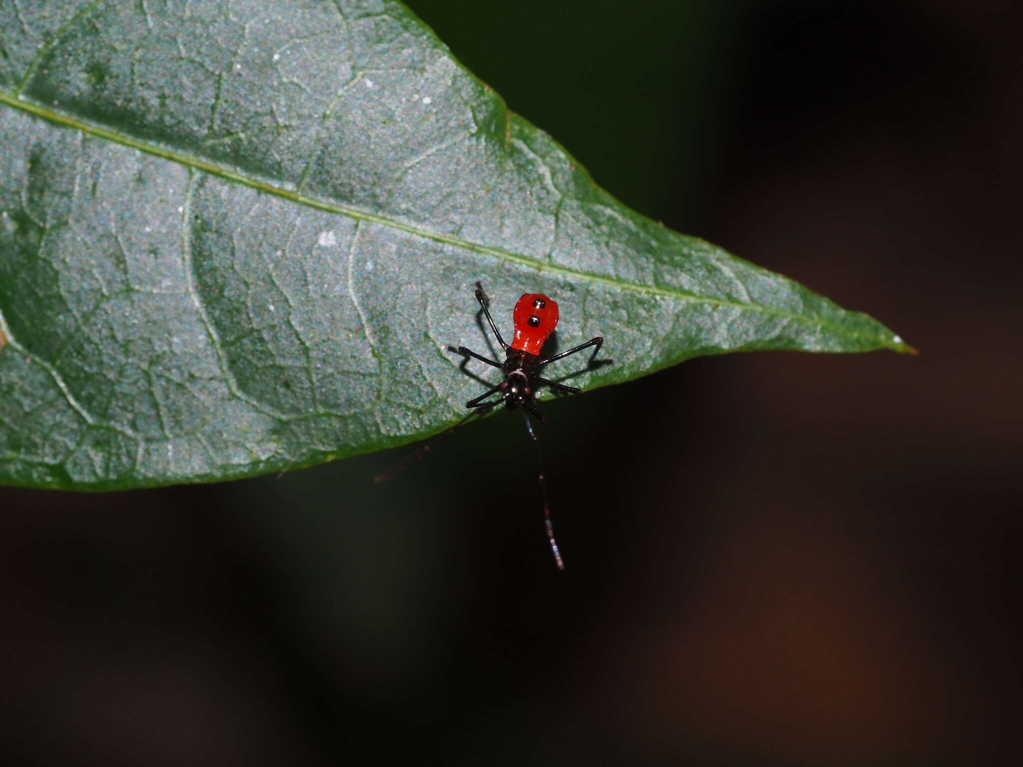 Sivun Paradasynus spinosus Hsiao 1963 kuva