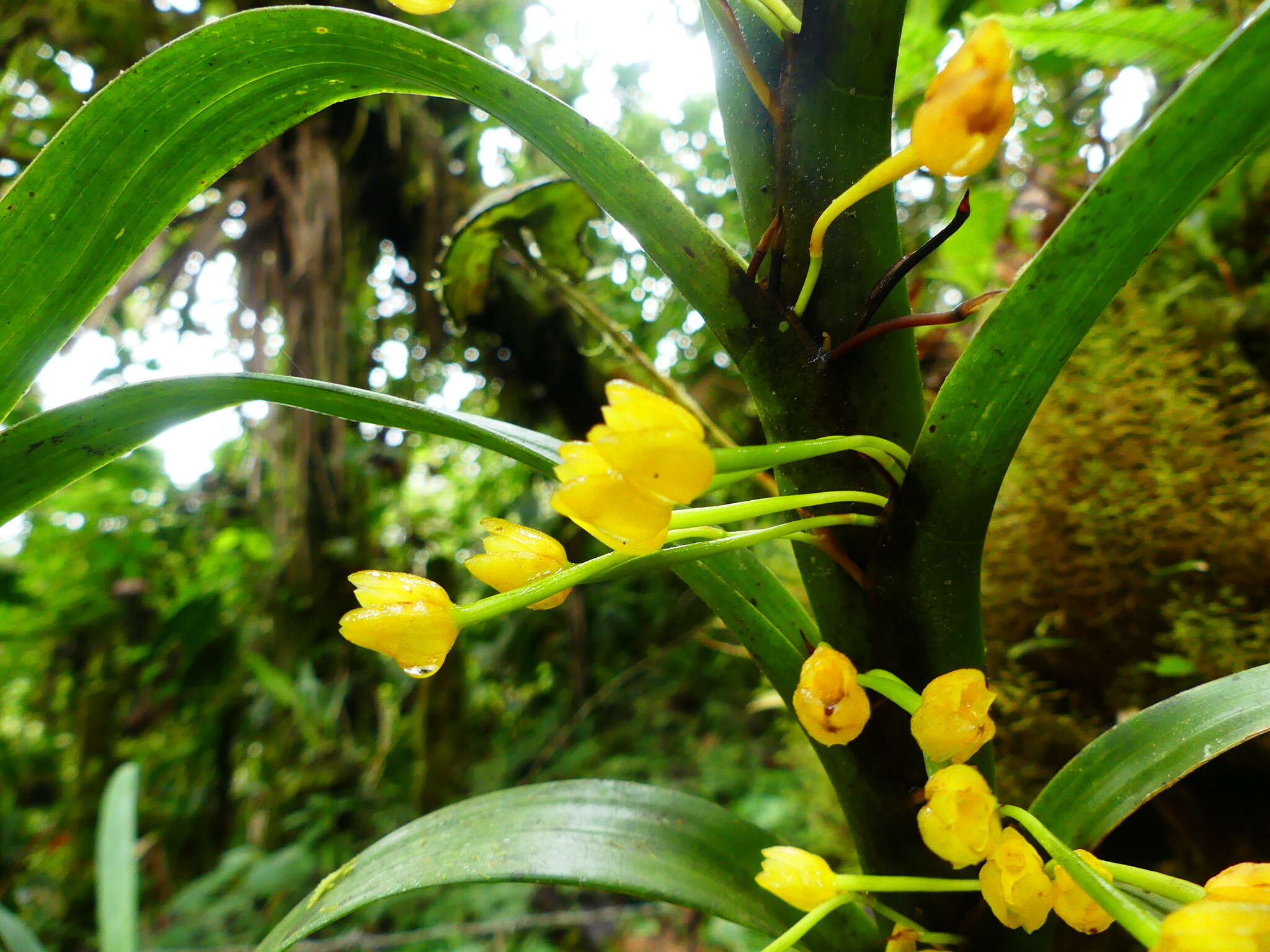 Image of Maxillaria aurea (Poepp. & Endl.) L. O. Williams