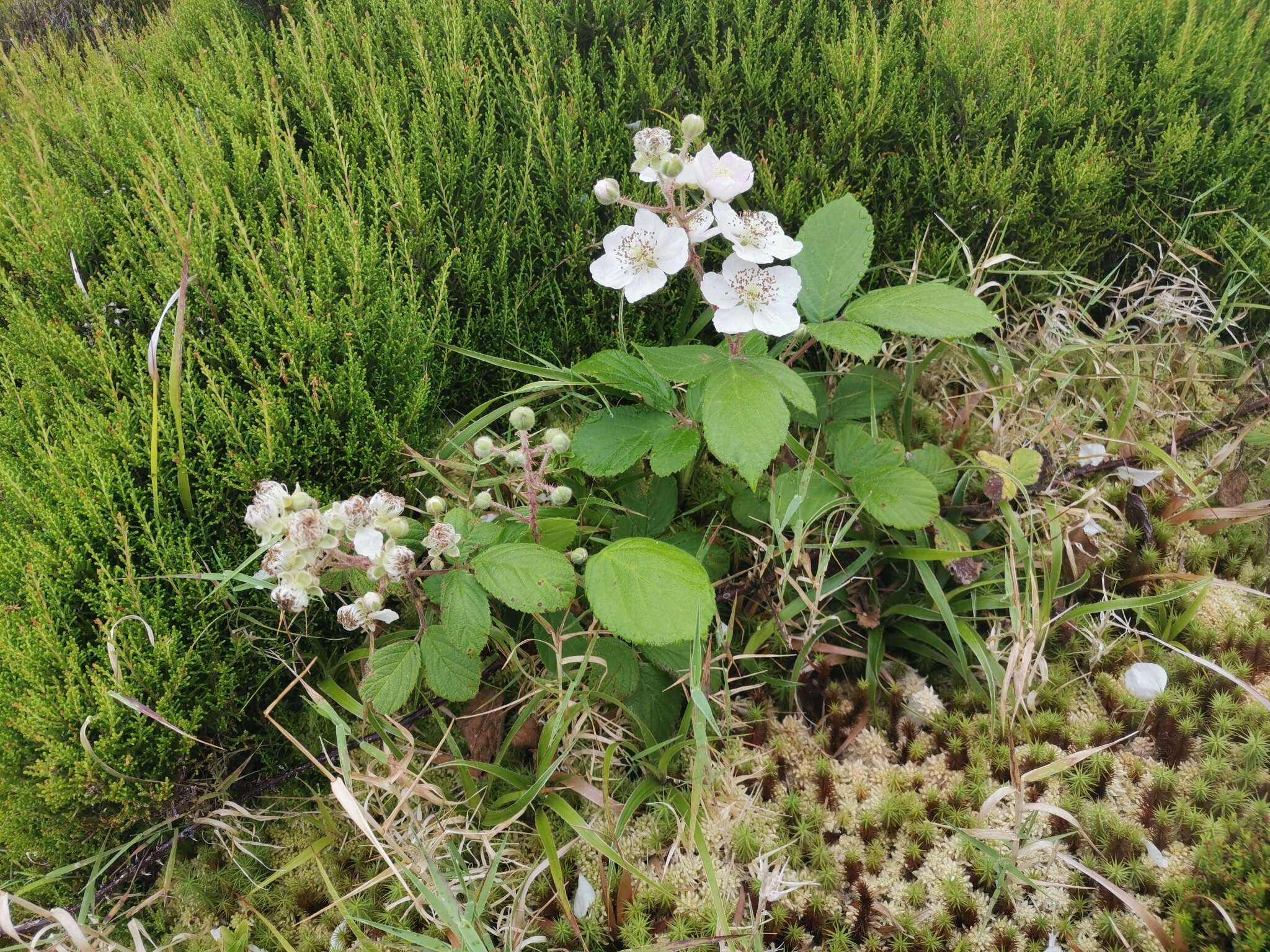 Image of Rubus hochstetterorum Seub.