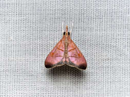 Image de Hemiscopis sanguinea Bänziger 1987