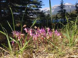 Image of fairy slipper