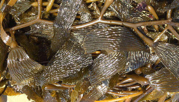 Image of Giant kelp