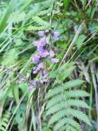 Image of Salvia japonica Thunb.