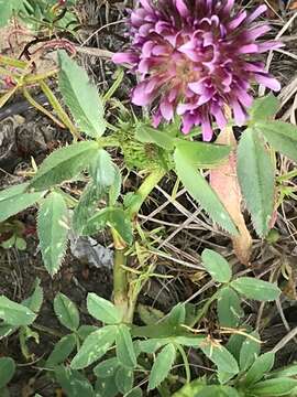 Imagem de Trifolium wormskioldii Lehm.