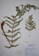 صورة Dryopteris filix-mas subsp. brittonii Fraser-Jenk. & Widén