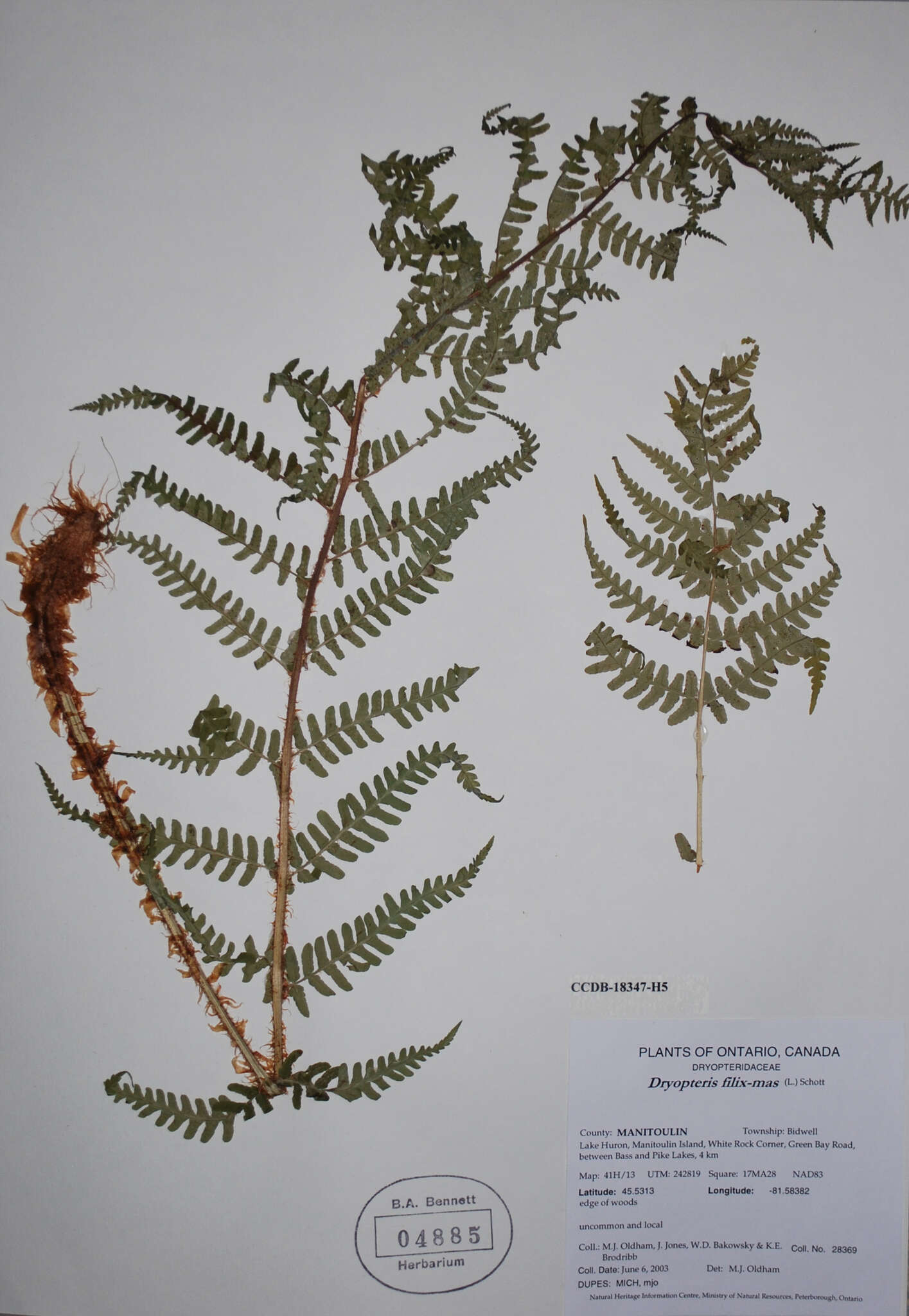 Sivun Dryopteris filix-mas subsp. brittonii Fraser-Jenk. & Widén kuva