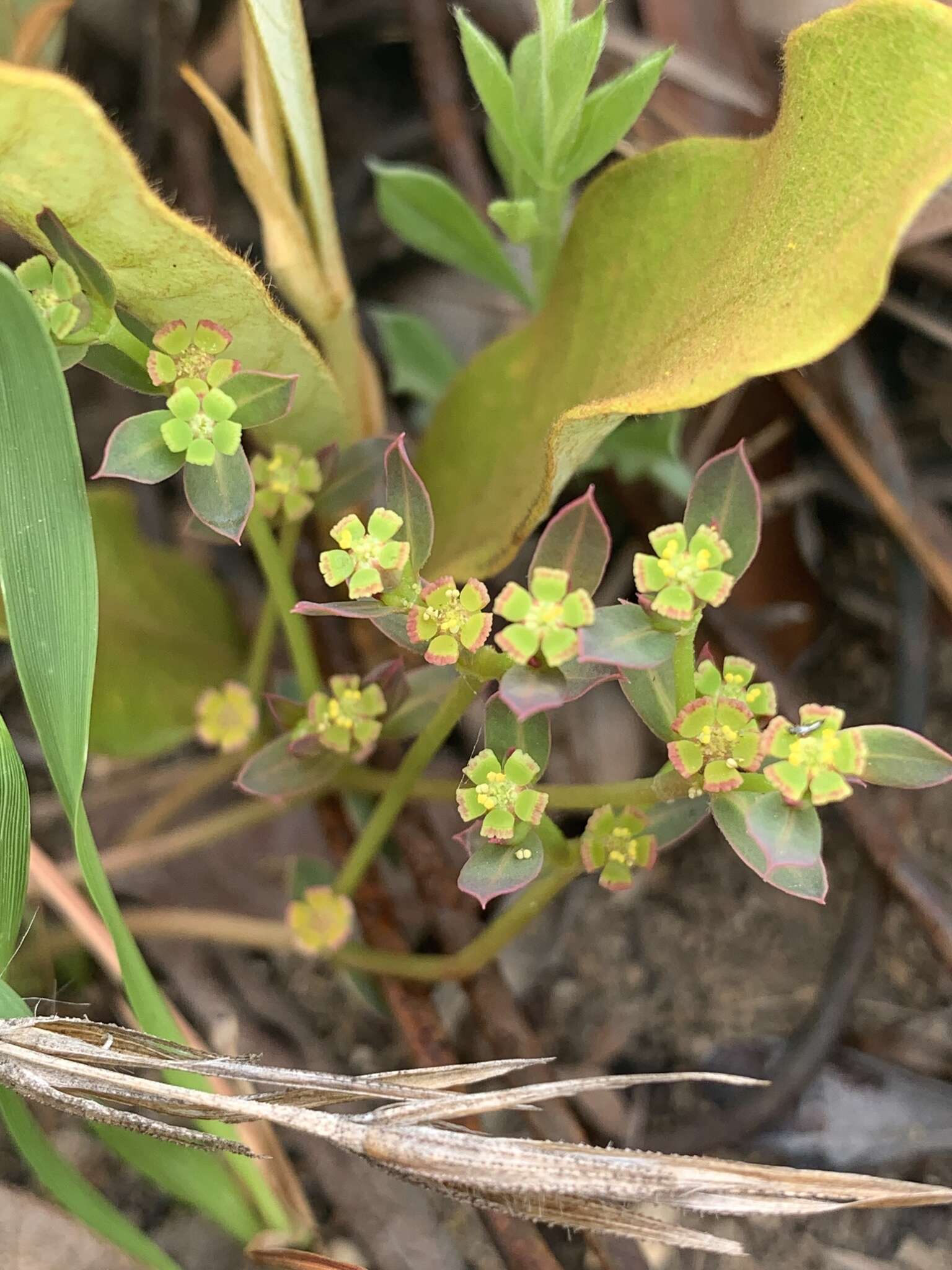 Image of Euphorbia gueinzii Boiss.