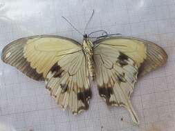 Image of <i>Papilio <i>dardanus</i></i> dardanus