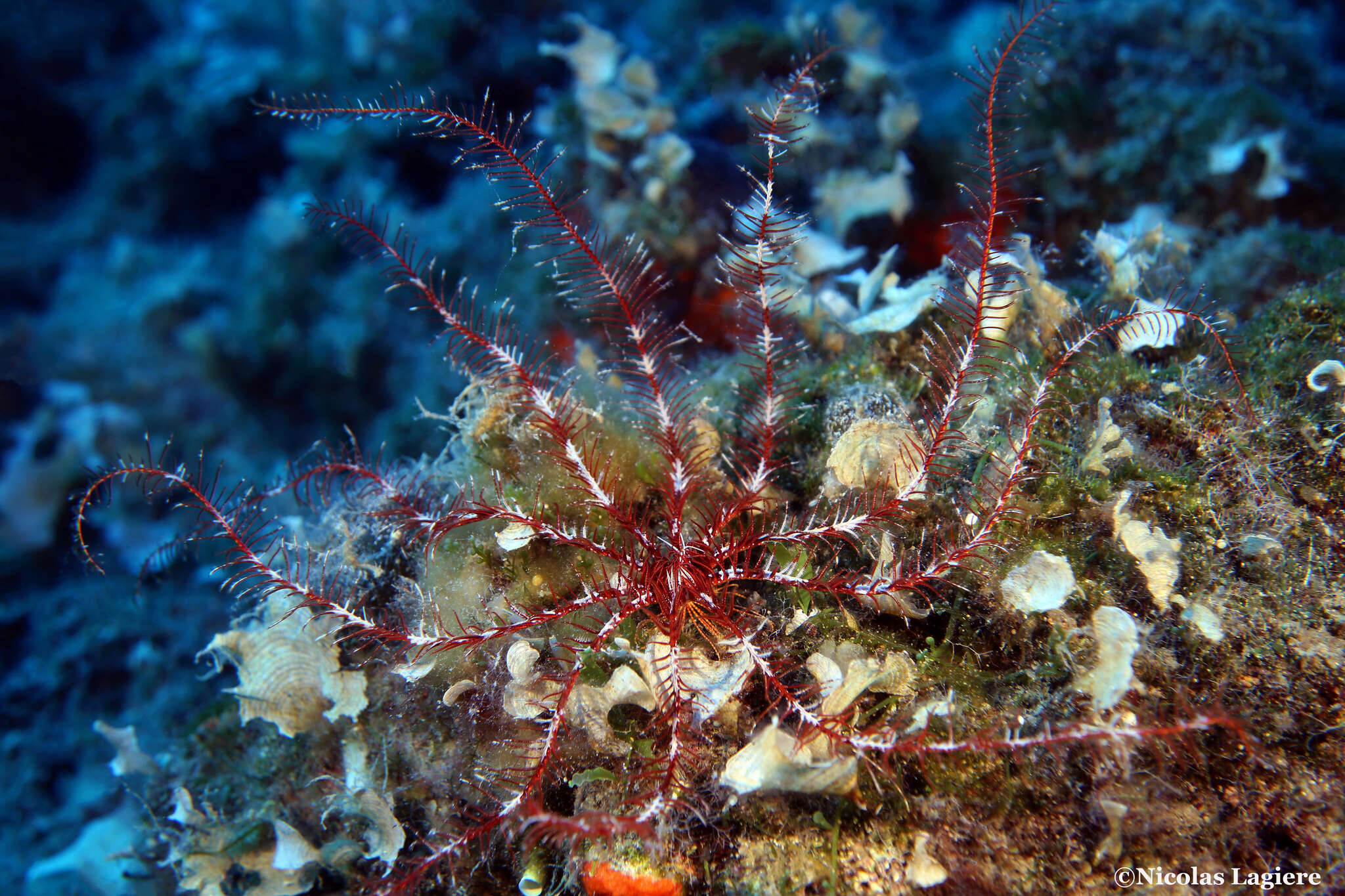 Image of Mediterranean feather star