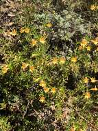 Image of Santa Lucia Mountain bush monkeyflower