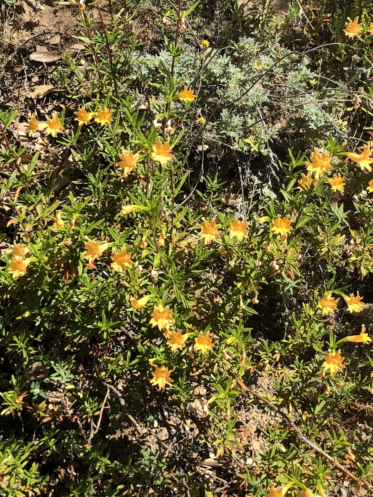 Image of Santa Lucia Mountain bush monkeyflower