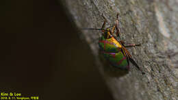 Image de <i>Poecilocoris lewisi</i>